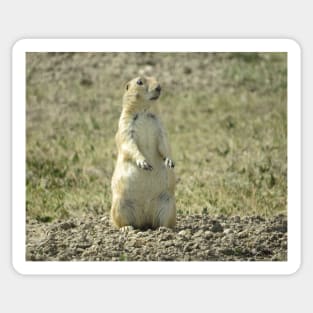 Prairie Dog SD-3 Sticker